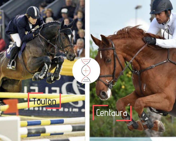 Toulon avec une mère performeuse 1.55m et ayant produit Contento 23, Grand Prix 1.60m avec E. Gaudiano et Chento CSI5* 1.50m !