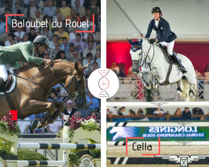 Baloubet du Rouet avec l'unique fille de Cella, multiple gagnante en CSI5* 1.60m avec Ben Maher et fille d'Usha van't Roosakker !