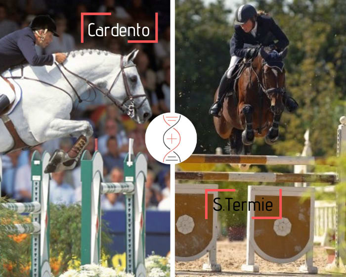 Cardento avec une mère ayant sauté 1.45m, tante de 3 performers 1.60m !