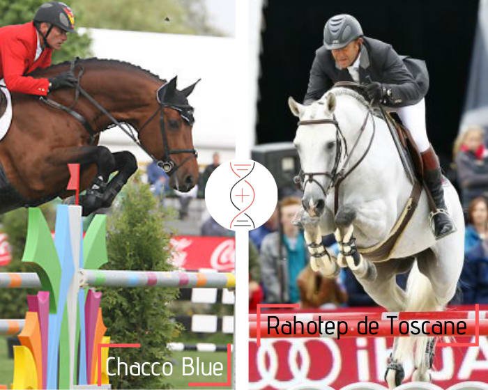 Chacco Blue avec le sang de Fanny du Murier ! Lignée du Champion Olympique Rahotep de Toscane, et de nombreux performers 1.50m-1.60m
