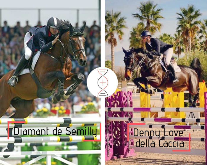 Clinton I, II, III and Levisto Z' rare damline! Full sister of Denny Love della Caccia, CSI3* 1.50m at 9 yo, also sister of the licensed stallion Cannavaru CSIYH 1.40m, by Diamant de Sémilly out of the sister of 2 performers CSI 1.50m