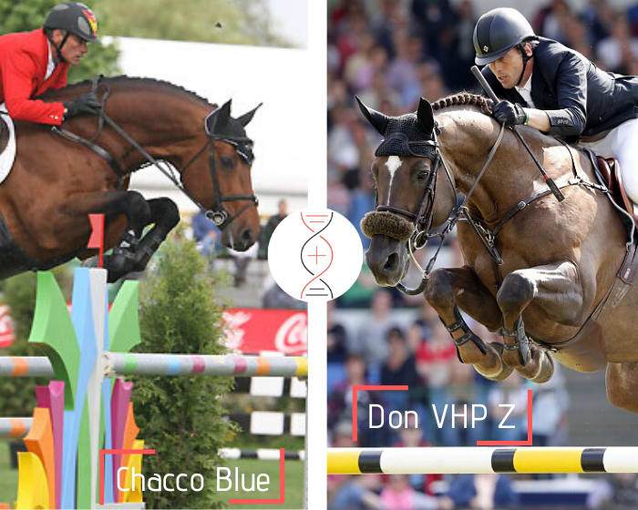 Chacco Blue x Zora VHP, ranked in CSI 1.50m and sister of Don VHP and Carlos Z, winners in Grand Prix CSI5* 1.60m