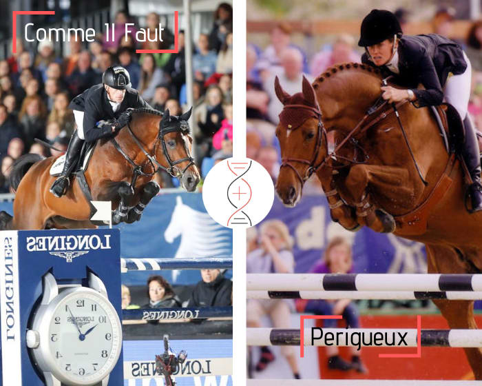 Frère/sœur de Perigueux, classé en CSI 1.60m avec Eva Bitter, par Comme Il Faut et Sensation, 1.50m*