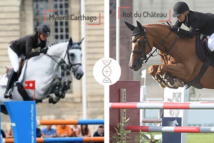 Mylord Carthago avec la meilleure soeur d'Itot du Château ayant elle-même sauté CSI2* 1.45m