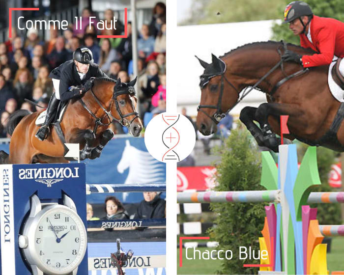 Comme Il Faut x Chaccosandra, clear in CSI 1.35m, daughter of Chacco Blue and full sister of Chasandro Boy, ranked in CSIO5* 1.60m in 2021! Performers’ damline