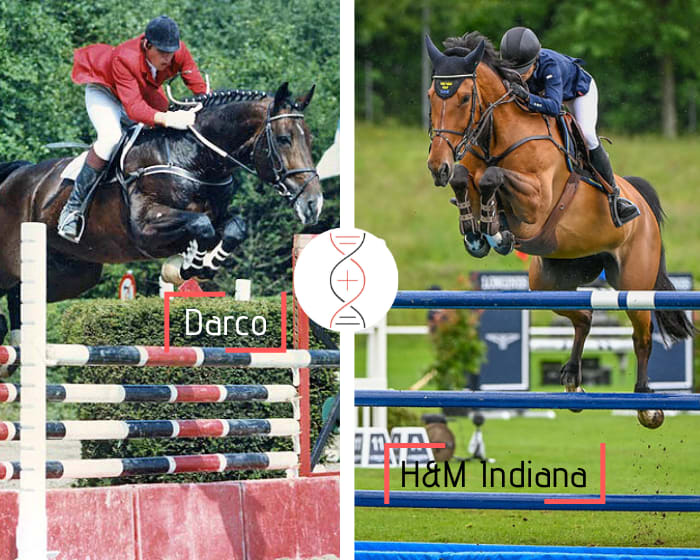 Darco out of H&M Indiana’s damline, olympic team champion in Tokyo with Malin Baryard-Johnsson, 2nd at Tryon 2018 WEG and winner in CSI5* 1.60m! Out of Bimola D 1.45m
