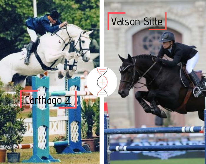 Carthago Z x Casta Sitte, mère de Curtis Sitte gagnant CSIO5* 1.60m, Vatson Sitte gagnant CSIO 1.60m, et 2 performers 1.45m ! Par la sœur de Sherman Sitte CSI 1.60m et nièce d’Ugano Sitte et Ogano Sitte, lignée de performers