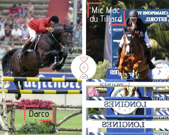 Rare embryon par Darco avec la sœur de Querido du Tillard CSI5*1.60m avec R. Lopez et nièce de 5 performers 1.50m-1.60m dont Mic Mac du Tillard gagnante Coupe du Monde, Viking du Tillard 4ème par équipe aux JO, et Cabdula du Tillard gagnant CSIO