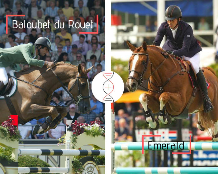 Baloubet du Rouet x Diamant de Sémilly avec la propre soeur d'Emerald ! Également propre sœur de Diamanthina gagnante CSI 1.60m et L’Innocence classée CSI 1.50m, et sœur d’Ilusionata van’t Meulenhof 3ème en CSI5* 1.60m