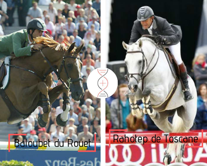 Selle Français Originel! The Olympic Champion Baloubet du Rouet out of the full sister of Rahotep de Toscane, Olympic Champion as well! Also the sister of Jadis de Toscane CSI 1.60m, damline of Fanny du Murier