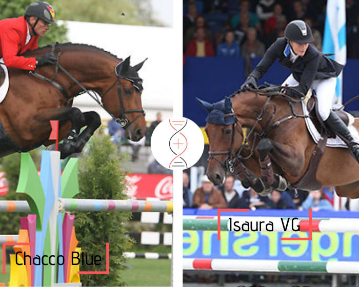 Chacgrano, classé CSIO5* 1.60m et fils de Chacco Blue, avec Isaura VG, CSI 1.45m, sœur de Jupiter VG 2ème en CSI 1.55m avec J. Guéry et G C Atlanta VG Z CSI 1.50m ! Lignée de 7 performers 1.50m-1.60m, dont City Banking, 6ème des JO d’Atlanta