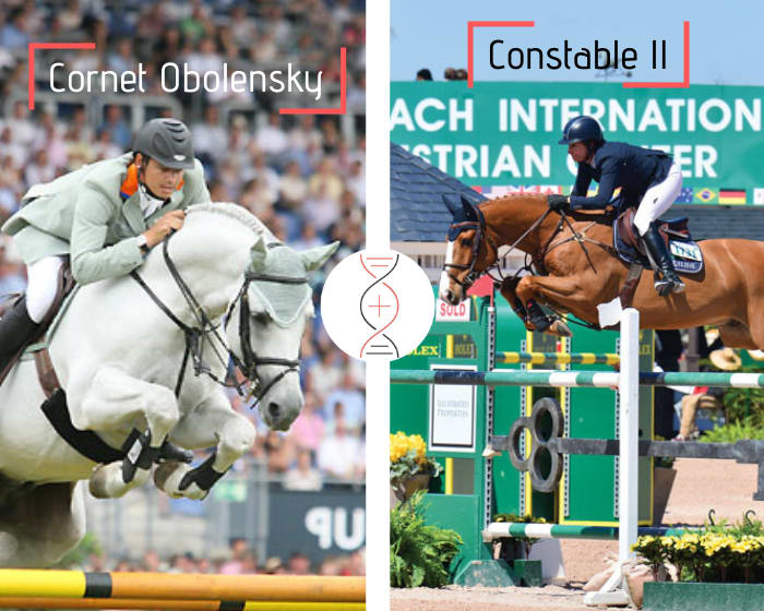 Frère/sœur de Constable II, 4ème en CSIO5* 1.60m avec Laura Kraut, par Cornet Obolensky !