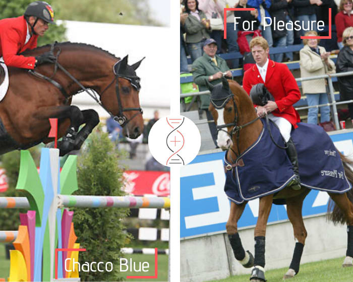 Chacco Blue x For Pleasure out of a dam sister of 4 performers CSI 1.60m and granddaughter of Qerly Chin!