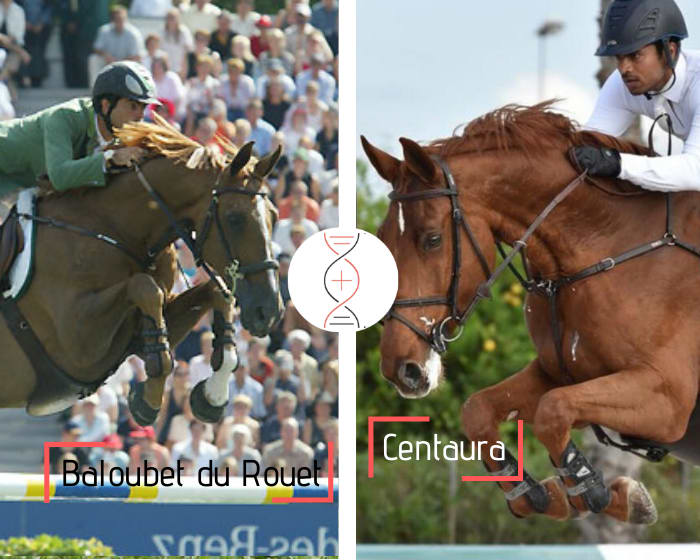 Baloubet du Rouet avec une mère performeuse 1.55m et ayant produit Contento 23, Grand Prix 1.60m avec E. Gaudiano et Chento CSI5* 1.50m !