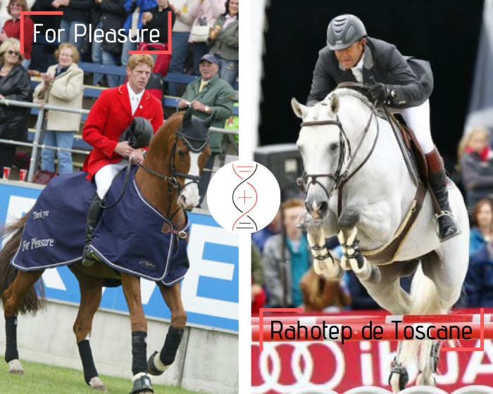 For Pleasure x Quidam de Revel x Laudanum out of the full sister of Rahotep de Toscane, Olympic Champion with Philippe Rozier! Also the sister of Jadis de Toscane CSI 1.60m, damline of Fanny du Murier