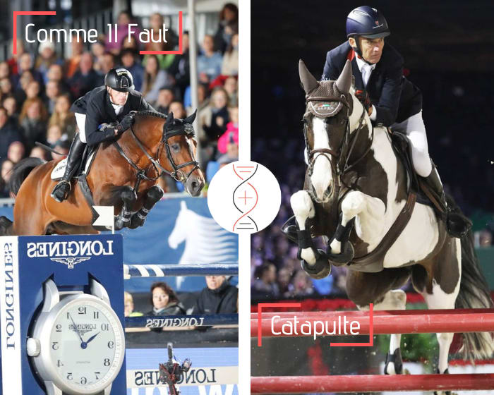 Comme Il Faut out of Michel Robert CSI5* winner’s, Catapulte! Dam of Super Crack, licensed stallion and CSI 1.45m