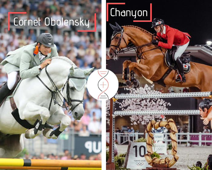 Damline of the Olympic finalist Chanyon! Cornet Obolensky x Chacco Blue, out of the sister of Chalisa CSI 1.40m, more than 32 performers 1.45m to 1.60m in this damline