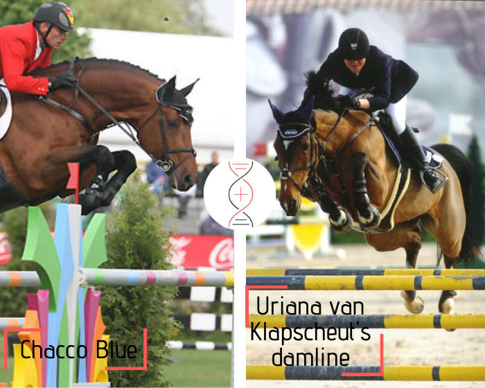 Coriana van Klapscheut’s damline! Chacco Blue out of the full sisterr of Irco van Klapscheut CSIO5* 1.50m-1.60m with Marie Hécart, also daughter of Esquina van Klapscheut 1.60m with Shane Sweetnam, and granddaughter of Blendy van Klapscheut 1.50m