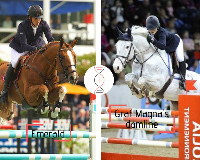 Emerald out of the sister of 3 performers 1.50m-1.60m! Damline of the stallion and World Cup winner Artos Z