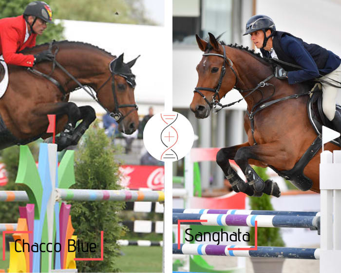 Chacco Blue x Sanghata, ranked in Grand Prix CSI 1.60m and sister of Chips ranked in CSI5* 1 .60m with Steve Guerdat