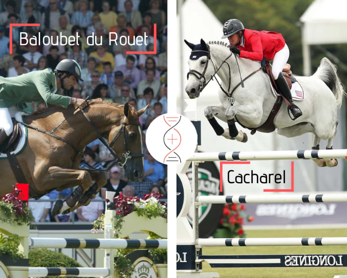 Baloubet du Rouet out of Givenchy 1.35m and daughter of Cacharel, 2nd in CSIO5* 1.60m! Damline of Ace, winner in CSI 1.60m with Alison Robitaille