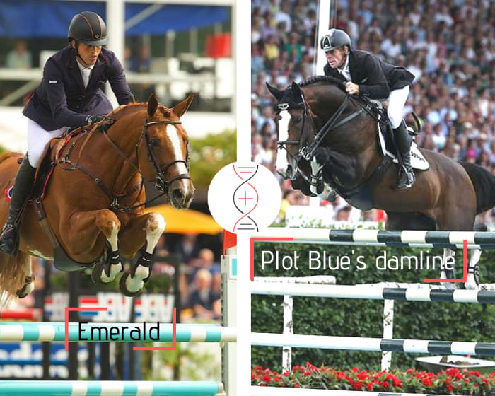 Emerald out of the sister of 3 performers 1.45m to 1.50m, direct damline of Plot Blue, World Cup winner with M. Ehning and Babylotte 2nd in Grand Prix with Y. Mansur