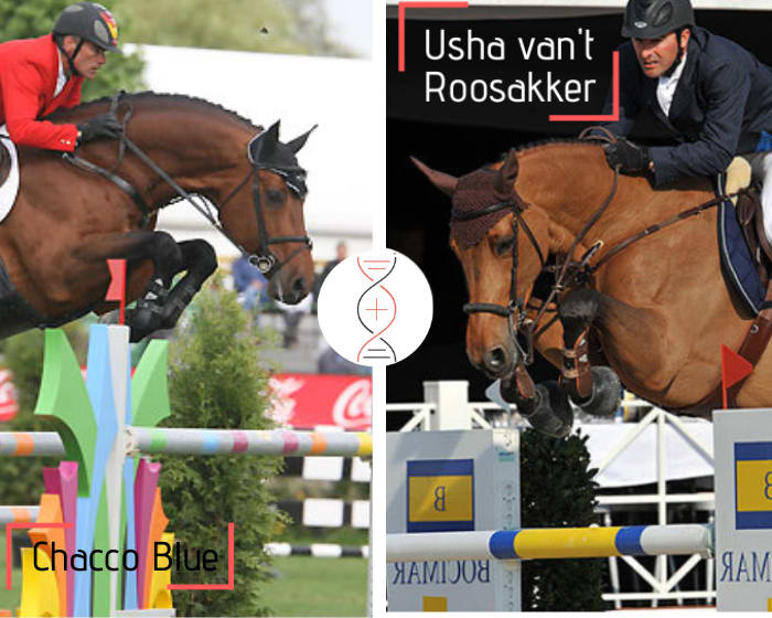 Chacco Blue out of a direct daughter of Usha van’t Roosakker!