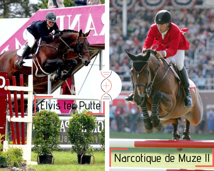 3/4 brother/sister of Levis de Muze out of Nimrod de Muze's sister (Herning 2022) and 5 performers 1.50m-1.60m, also dam of Diamante 1.45m and winner 1.40m! Narcotique de Muze II's direct damline