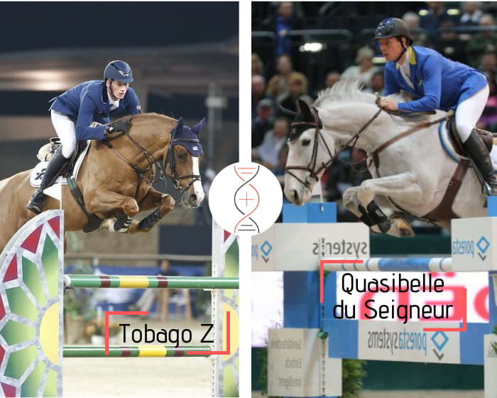 Damline of Quasibelle du Seigneur and Ta Belle van Sombeke! Tobago Z out of Cibelle du Seigneur CSI 1.45m, dam of 3 approved stallions, sister of 3 performers 1.50m to 1.60m and daughter of Oak Grove’s Heartfelt CSI 1.60m
