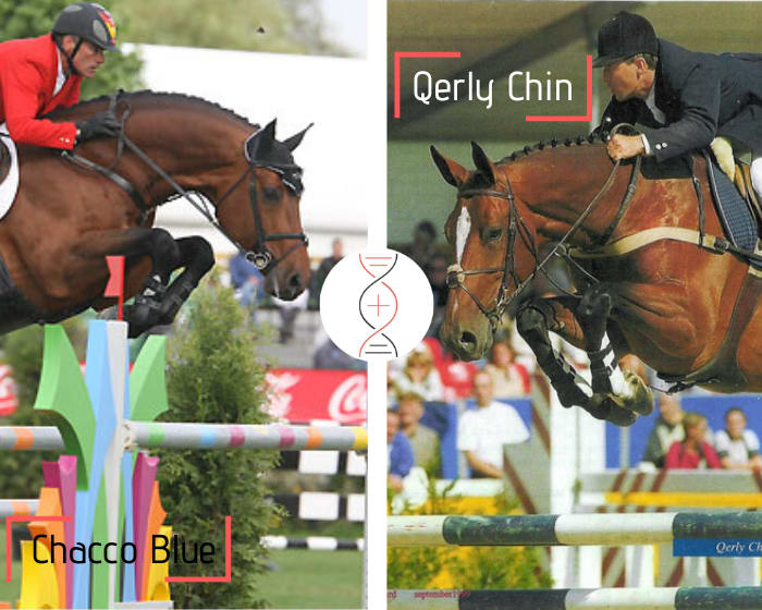 Chacco Blue x Diarado x Nabab de Rêve out of a daughter of Merveille de Muze CSI 1.60m and herself daughter of Qerly Chin ! By Diarada Z, CSIYH 1.40m, sister of Bamboula de Muze CSI 1.50m and dam of Filou de Muze CSI5* 1.60m