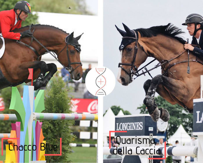 Brother/sister of Quarisma della Caccia CSIO5* 1.60m with Bertram Allen, by Chacco Blue out of the sister of Acodetto CSI 1.60m and Bull Run's Alpha Omega ranked CSI 1.60m! Performer's damline