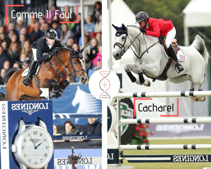 Comme Il Faut avec Givenchy 1.35m et fille de Cacharel, 2ème en CSIO5* 1.60m ! Lignée d’Ace, gagnant CSI 1.60m avec Alison Robitaille