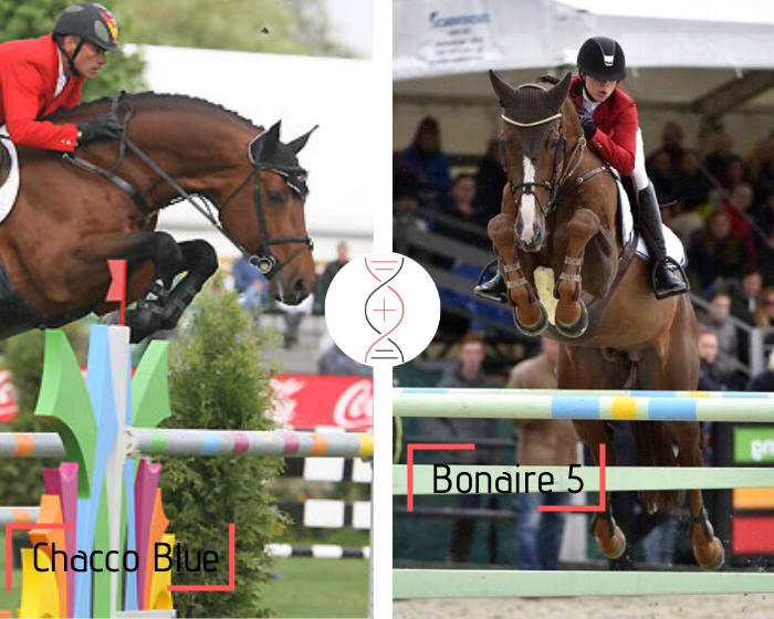 Chacco Blue x Stakkato x Carthago, out of Eclisse della Monica, 1.45m and sister of 6 performers 1.45m to 1.60m