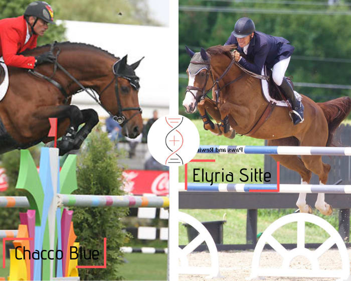 Ugano Sitte, Ogano Sitte and Aganix du Seigneur's damline! By Chacco Blue x Elyria Sitte, 1.50m and dam of the licensed stallion Heraldik Sitte 1.45m