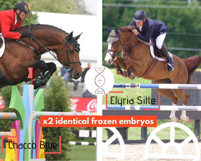 Lot of 2 embryos - Ugano Sitte, Ogano Sitte and Aganix du Seigneur's damline! By Chacco Blue x Elyria Sitte, 1.50m and dam of the licensed stallion Heraldik Sitte 1.45m