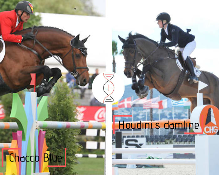 Full brother/sister of Houdini and Chaccobo ranked in CSI 1.45m! By Chacco Blue x Balou du Rouet, out of the sister of Diarina 2 ranked in 1.45m, damline of Diamants Aurora CSI 1.60m with Jessica Mendoza