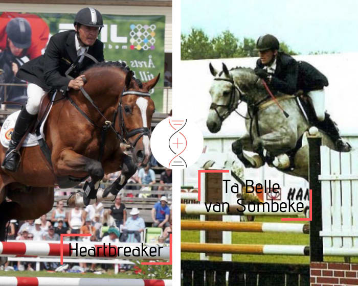Heartbreaker x Vigo d’Arsouilles x Chin Chin out of Ta Belle van Sombeke’s daughter, also sister of Glock’s London, Quasibelle du Seigneur, Casimir de la Pomme, Dabelle, performers’ damline! Accommodation included until the weaning of the foal