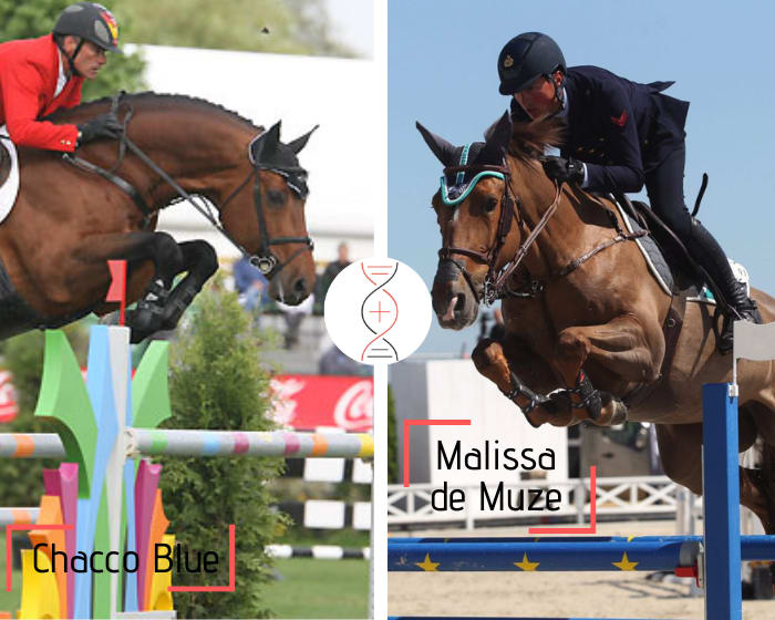 Rare damline of Cordula de Laubry! Chacco Blue out of the first daughter of Malissa de Muze, CSI5* 1.60m, winner CSI5*, and sister of 9 performers 1.50m to 1.60m including Global, Fantomas de Muze, Lector vd Bisschop