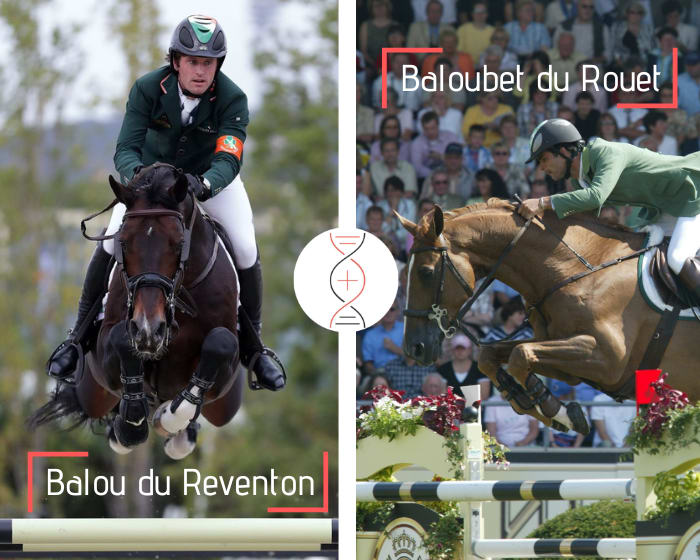 Balou du Reventon x Baloubet du Rouet, out of Noumea Deux CSI 1.60m and niece of Baladine du Mesnil and Onestar du Mesnil 1.60m, damline of many performers 1.60m including Quickly de Kreisker, Jumpy de Kreisker, Salto des Nauves*HDC and many more