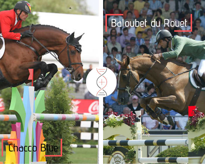 Chacco Blue x Baloubet du Rouet x Papillon Rouge, embryo brother/sister of N-Balourouge de Sémilly 1.50m