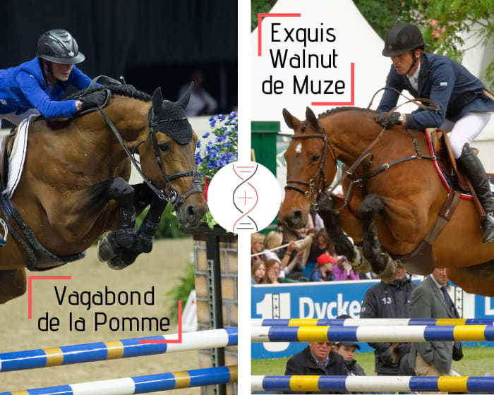Female out of the direct damline of Exquis Walnut de Muze and Qerly Chin! By Vagabond de la Pomme x Elvis ter Putte x Malito de Rêve x Nabab de Rêve x Chin Chin