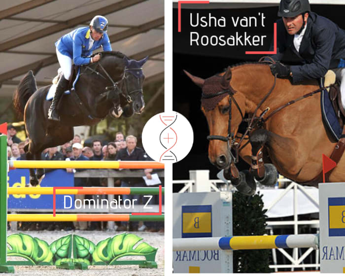 Dominator 2000 Z out of Usha van’t Roosakker’s direct damline! Out of the sister of Zarkava Hero Z CSI5* 1.65m in Aachen, Leonardo van’t Roosakker 2nd on 1.50m and many young performers