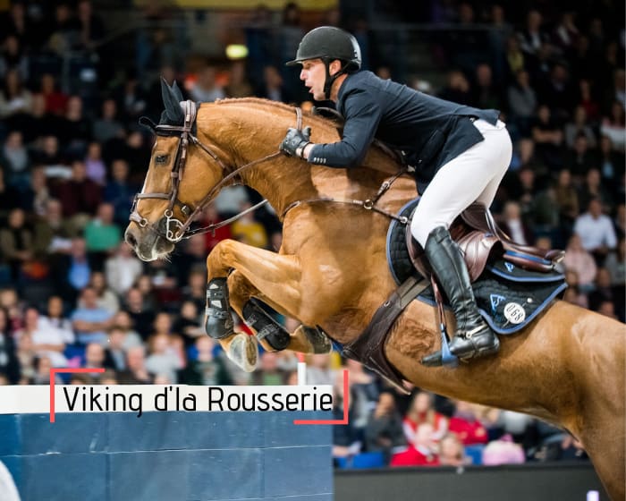 Rare embryo out of the full sister of Viking d'la Rousserie, winner in CSI5* 1.60m with K. Staut and Ratina d'la Rousserie winner in CSI5* 1.60m with P. Leprévost! Embryo brother/sister of Baron d'la Rousserie 2nd in CSI 1.45m