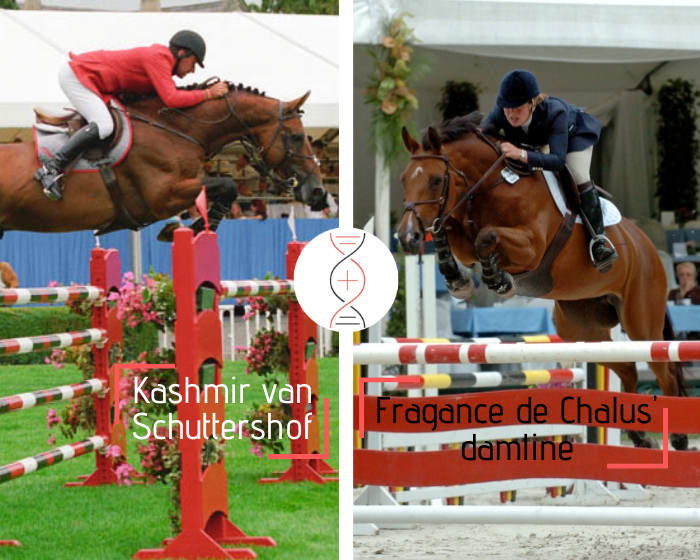 Kashmir van Schuttershof x Diamant de Sémilly x Darco x Jalisco B, out of Top Girl Kervec, granddaughter of Fragance de Chalus and sister of 5 performers 1.50m to 1.60m and 4 approved stallions
