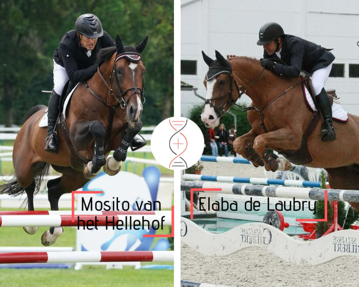 Rare embryo out of Elaba de Laubry (Chin Chin) 1.50m, dam of Isabeau de Laubry winner CSI5*, granddam of Diosa de Laubry 1.50m, and sister of 3 performers 1.50m to 1.60m! Performers' damline