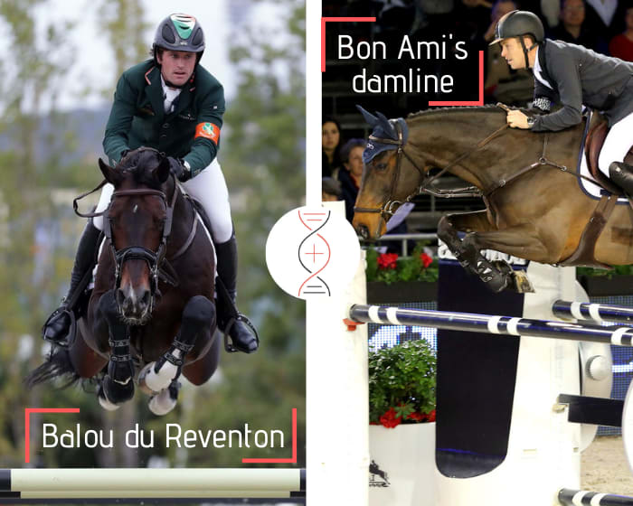 Balou du Reventon out of the sister of Bon Ami, winner 1.60m with Scott Brash, also full sister of Idento van Maarle 1.60m, performers' damline