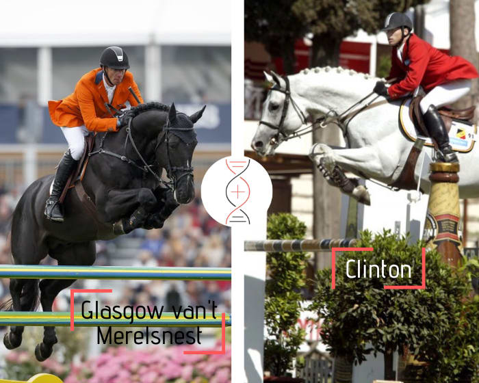 Clinton's rare direct damline (Stamm 8829)! Embryo brother/sister of Caro W Grand Prix CSI 1.60m, by Glasgow vh Merelsnest out of the sister of Contact vd Heffinck and Prestige vh Kluizebos, also daughter of Clinton's full sister