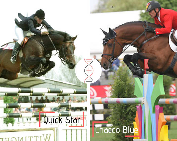 Quick Star x Chacco Blue, out of the niece of Vingino, ranked in CSIO5* 1.60m with Abdel Saïd, also granddaughter of Notre Dame 1.60m and sister of performers 1.45m-1.50m!