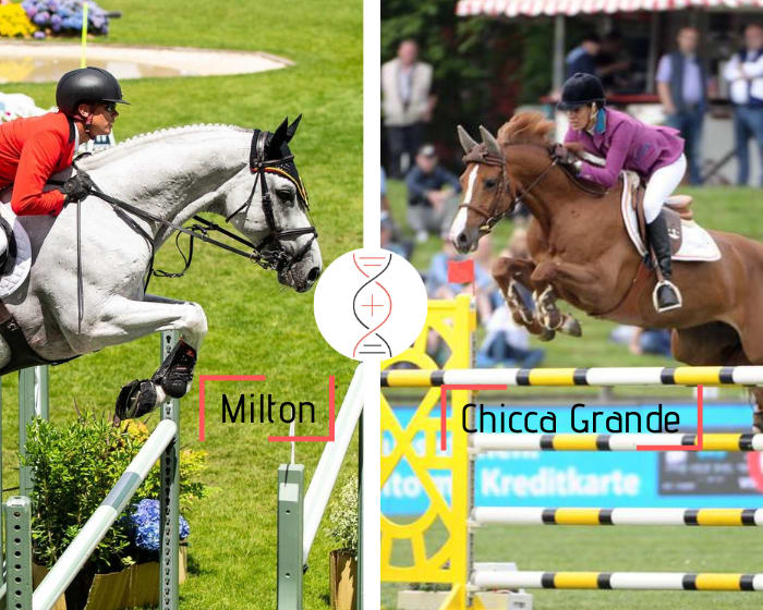 Jérôme Guéry CSI5*’s winner Milton Z out of a dam clear in CSIO5* 1.50m at 8 yo with Luciana Diniz, also sister of Clair de Lune 111 ranked in CSI 1.45m with L. Diniz