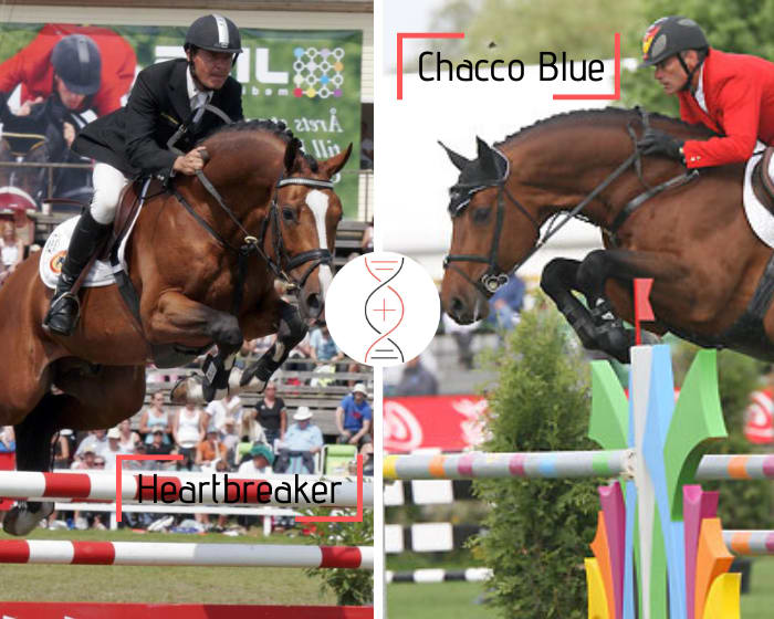 Direct damline of Flèche Rouge, great winner with Leopold van Asten! Heartbreaker x Chacco Blue, out of Chacco Flower, 1.40m and aunt of Stawita PS Herning World Championships